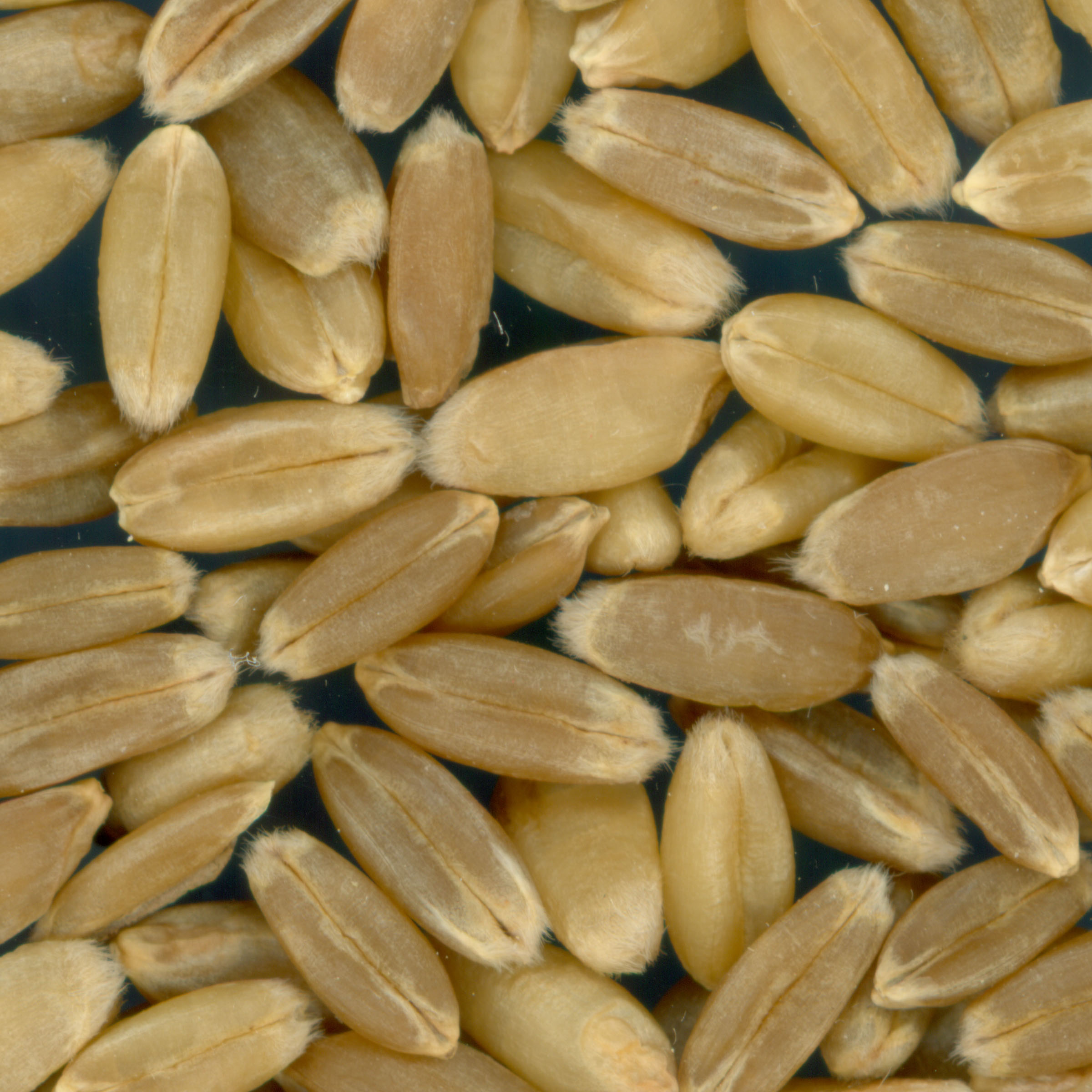 Click for 3 image(s) for this accession. KERNELS